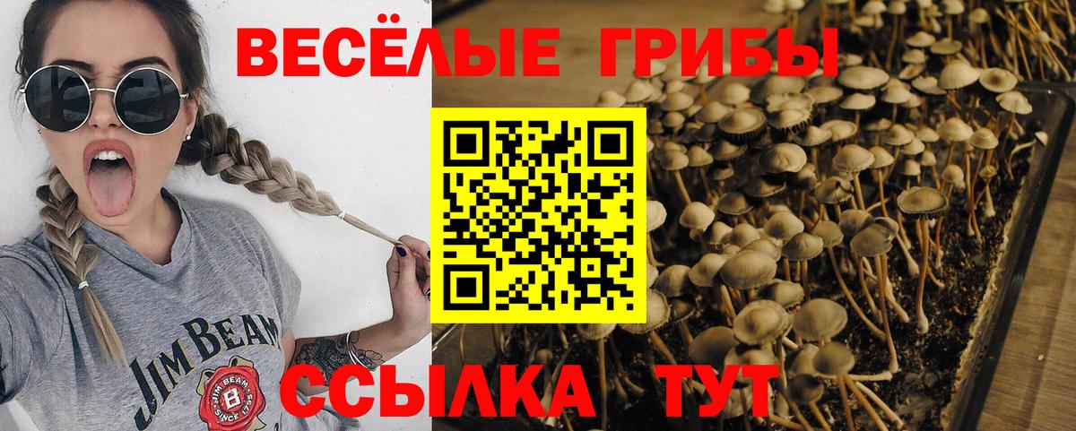 Псилоцибиновые грибы прущие грибы  Вход с VPN  Дубна 